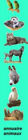 ANNUAIRE ANIMAUX class par especes, chiens, chats, oiseaux, rongeurs, anes, chevaux, aquariophilie, furets, chinchillas, protection, ect